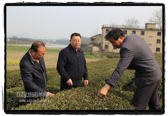 婺源縣茶業(yè)局積極組織茶技人員到中云、鎮(zhèn)頭、清華、思口等重點(diǎn)產(chǎn)茶鄉(xiāng)鎮(zhèn)，深入茶園地塊、名優(yōu)茶加工廠開展技術(shù)服務(wù)。